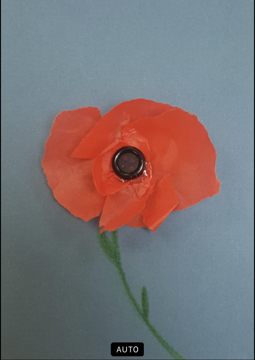 Beach resident selling large tissue paper poppies to raise funds in advance  of Remembrance Day – Beach Metro Community News